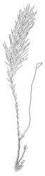 Pyrrhobryum paramattense, habit with capsule. Drawn from W.R. Sykes 738/K, CHR 161701.
 Image: R.C. Wagstaff © Landcare Research 2016 